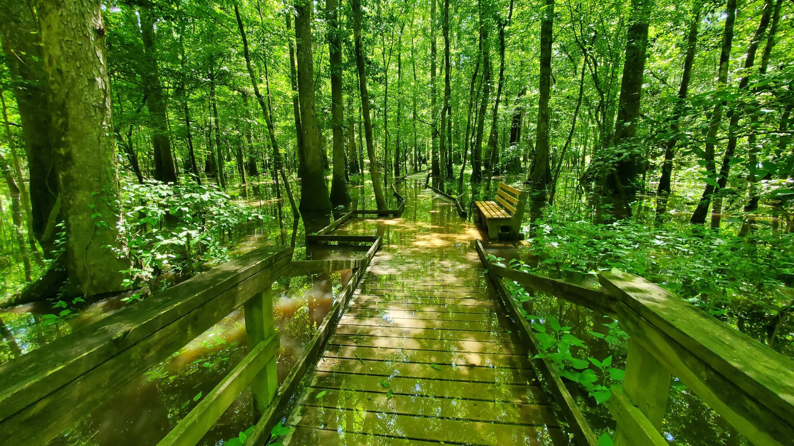 A picture of Congaree National Park in South Carolina.