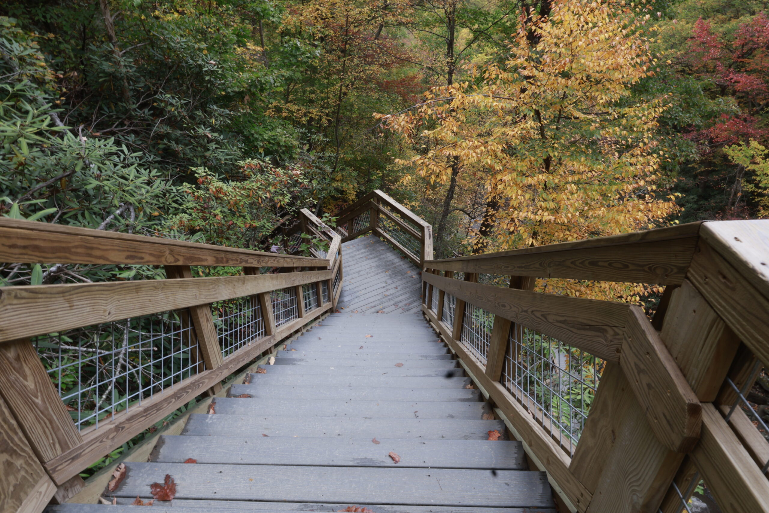 A picture of stairs going downward at a hike we went on near Asheville, NC in fall.